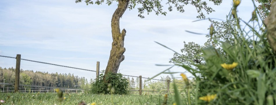 Wiese auf dem Gelände, Camping direkt nebenan